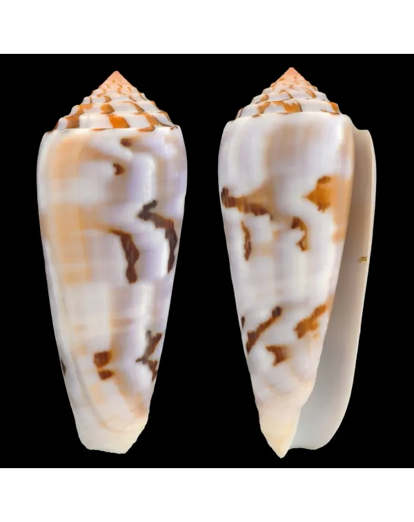 Conus Gubernator