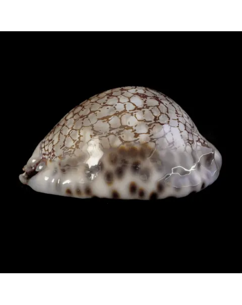 Cypraea Maculifera