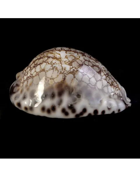 Cypraea Maculifera