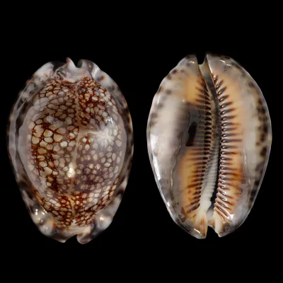 Mauritia Maculifera