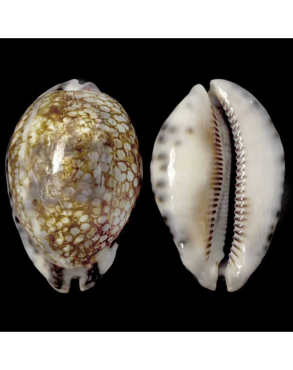 Mauritia Histrio XL