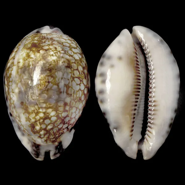 Mauritia Histrio XL