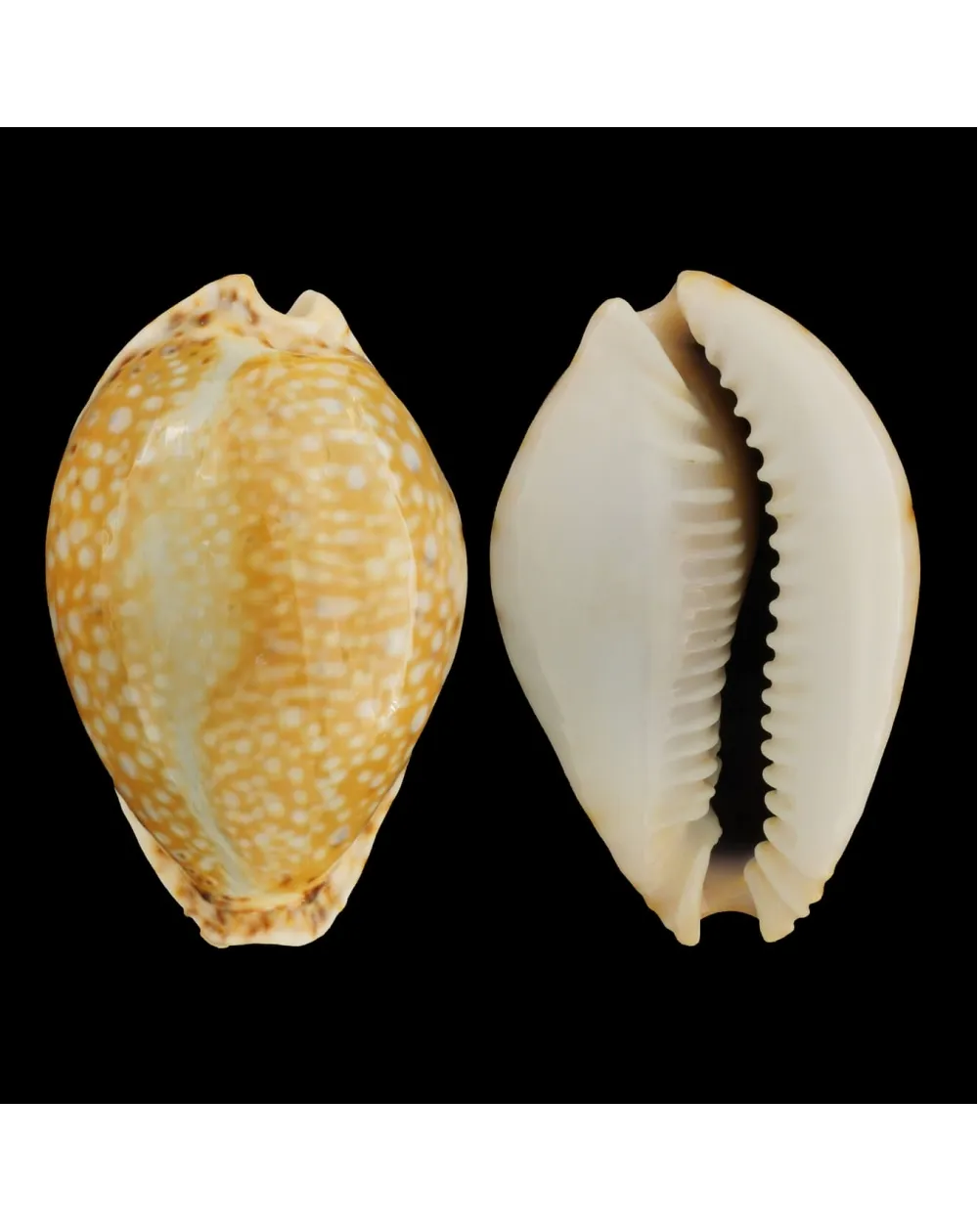 Naria Lamarckii