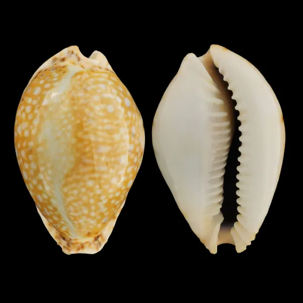 Naria Lamarckii