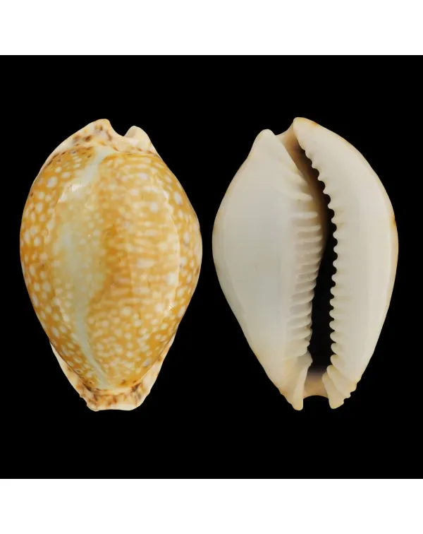 Naria Lamarckii