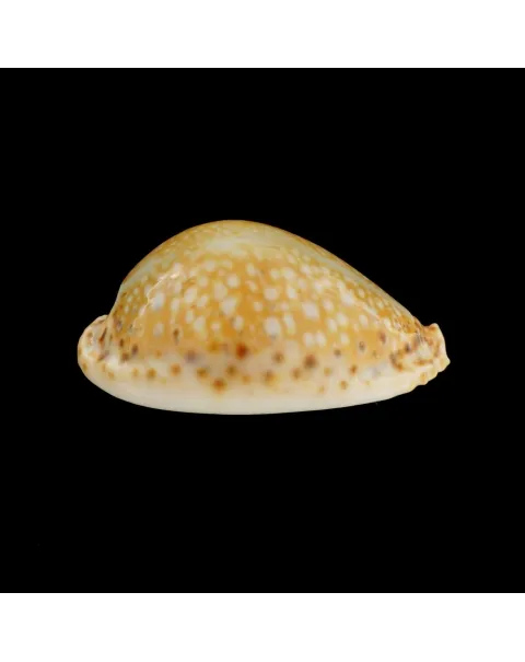 Naria Lamarckii