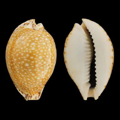 Naria Lamarckii