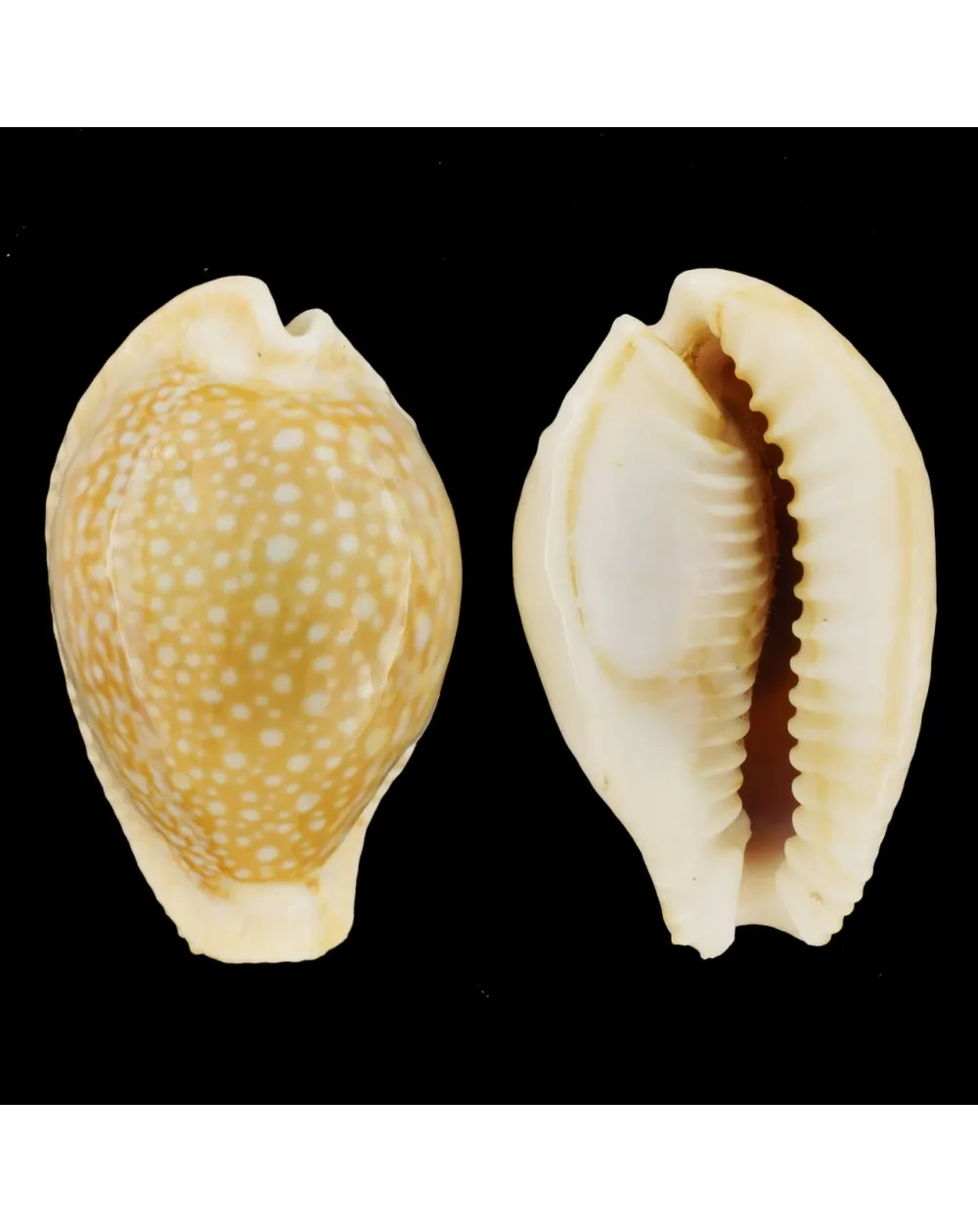 Naria Miliaris