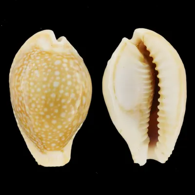 Naria Miliaris