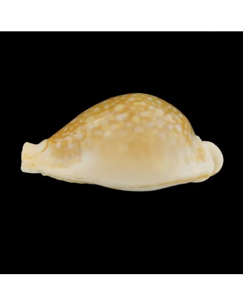 Naria Miliaris