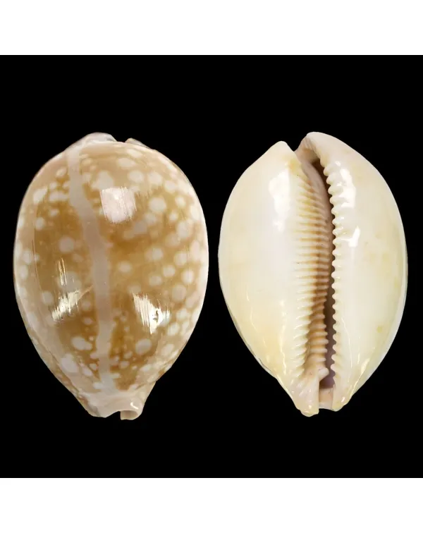 Callistocypraea Nivosa