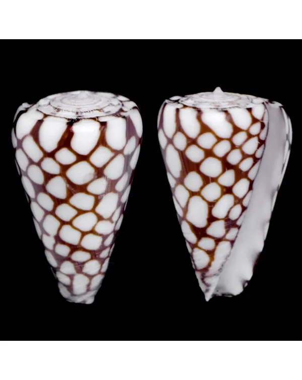 Conus Marchionatus