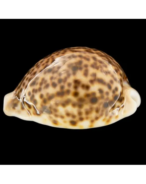 Cypraea Pantherina 