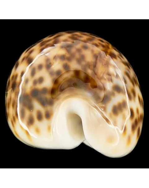 Cypraea Pantherina 