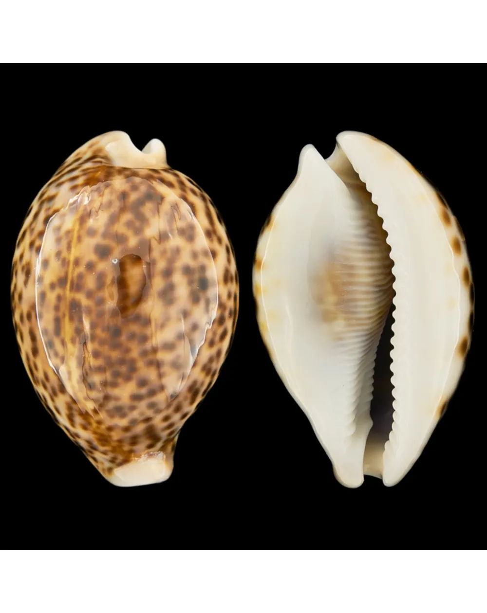 Cypraea Pantherina 