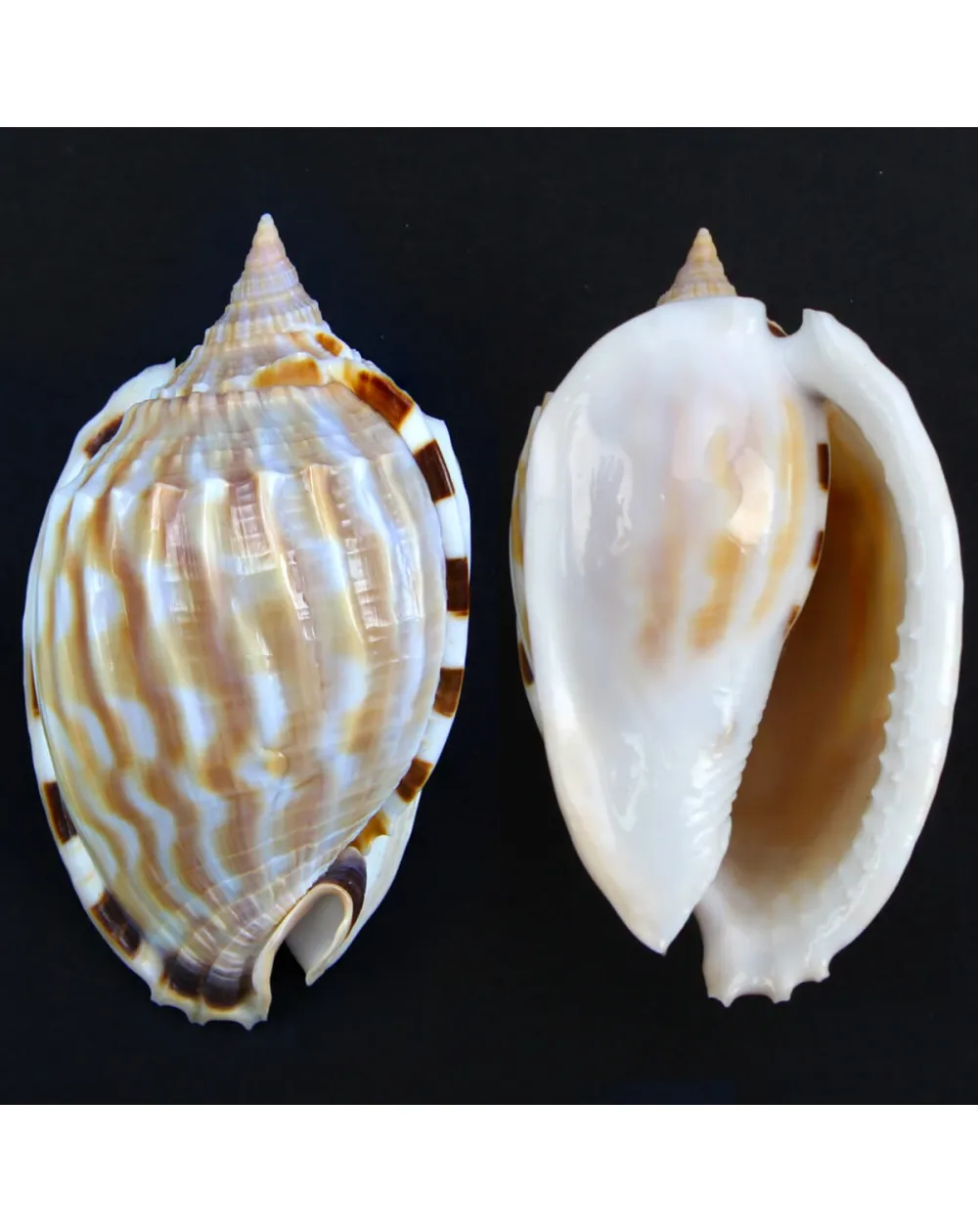Phalium Fimbria