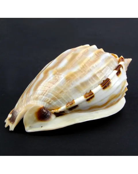 Phalium Fimbria