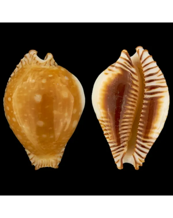 Perisserosa Guttata