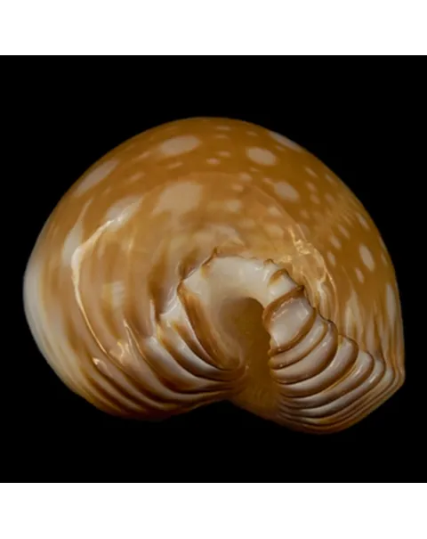Perisserosa Guttata