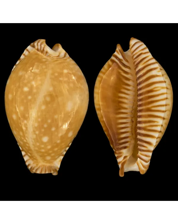 Perisserosa Guttata Azumai