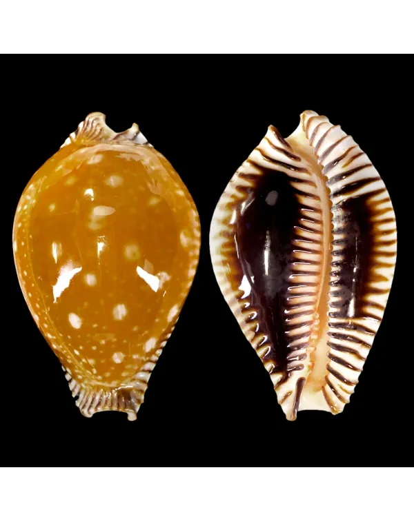 Perisserosa Guttata