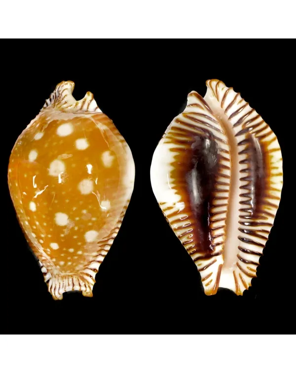 Perisserosa Guttata