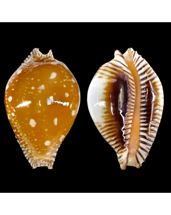 Perisserosa Guttata