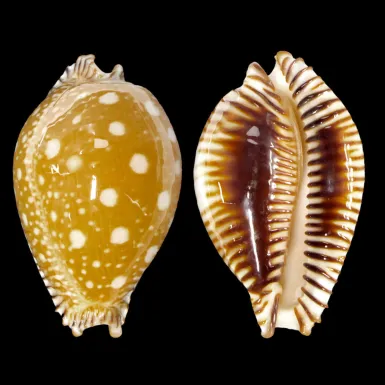 Perisserosa Guttata