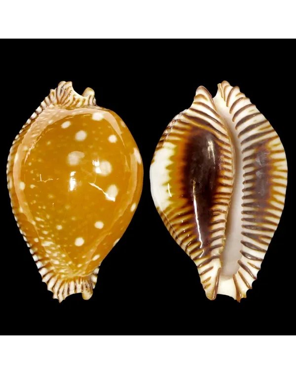 Perisserosa Guttata