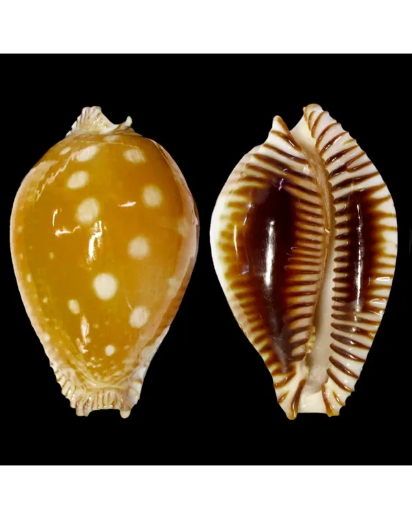 Perisserosa Guttata