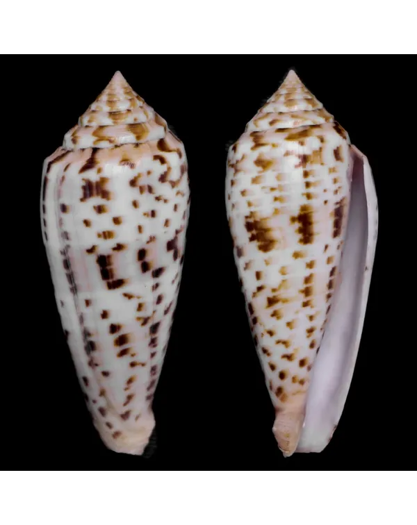 Conus Phuketensis