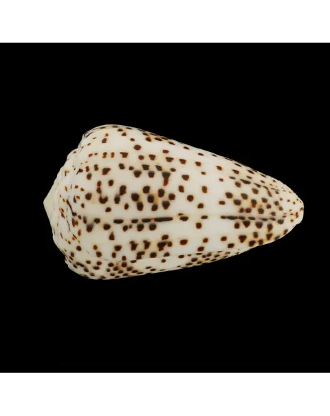 Conus Pulicarius