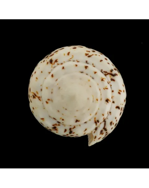 Conus Pulicarius