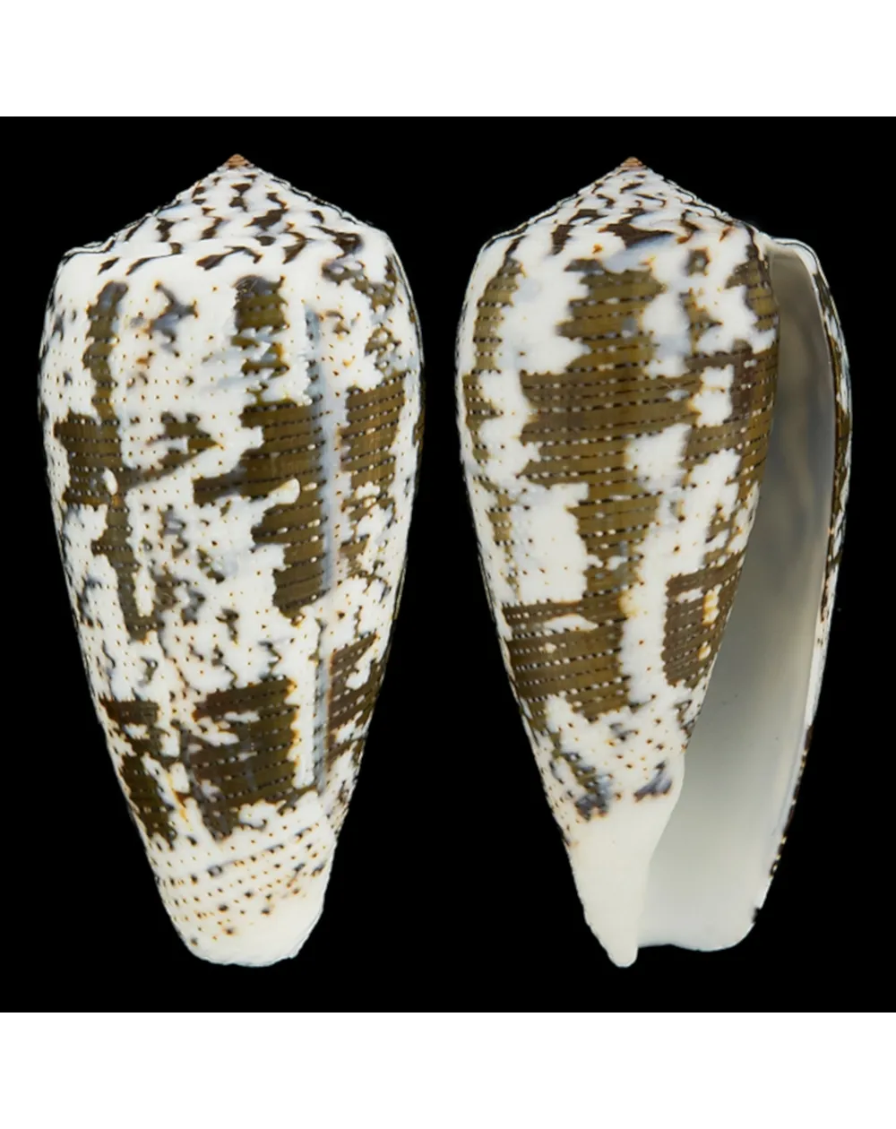 Conus (Pioconus) Magus