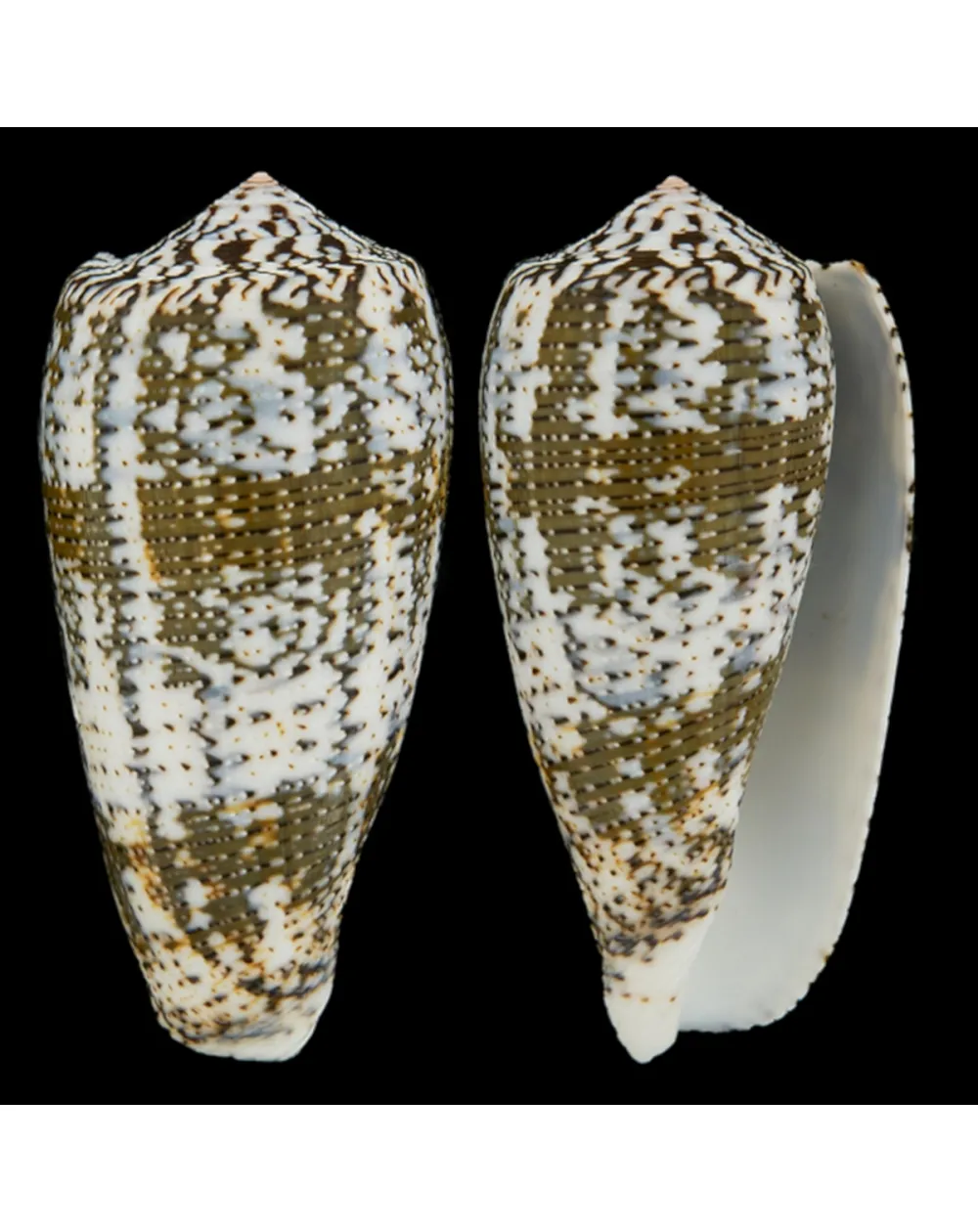 Conus (Pioconus) Magus