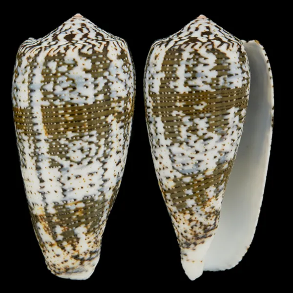 Conus (Pioconus) Magus