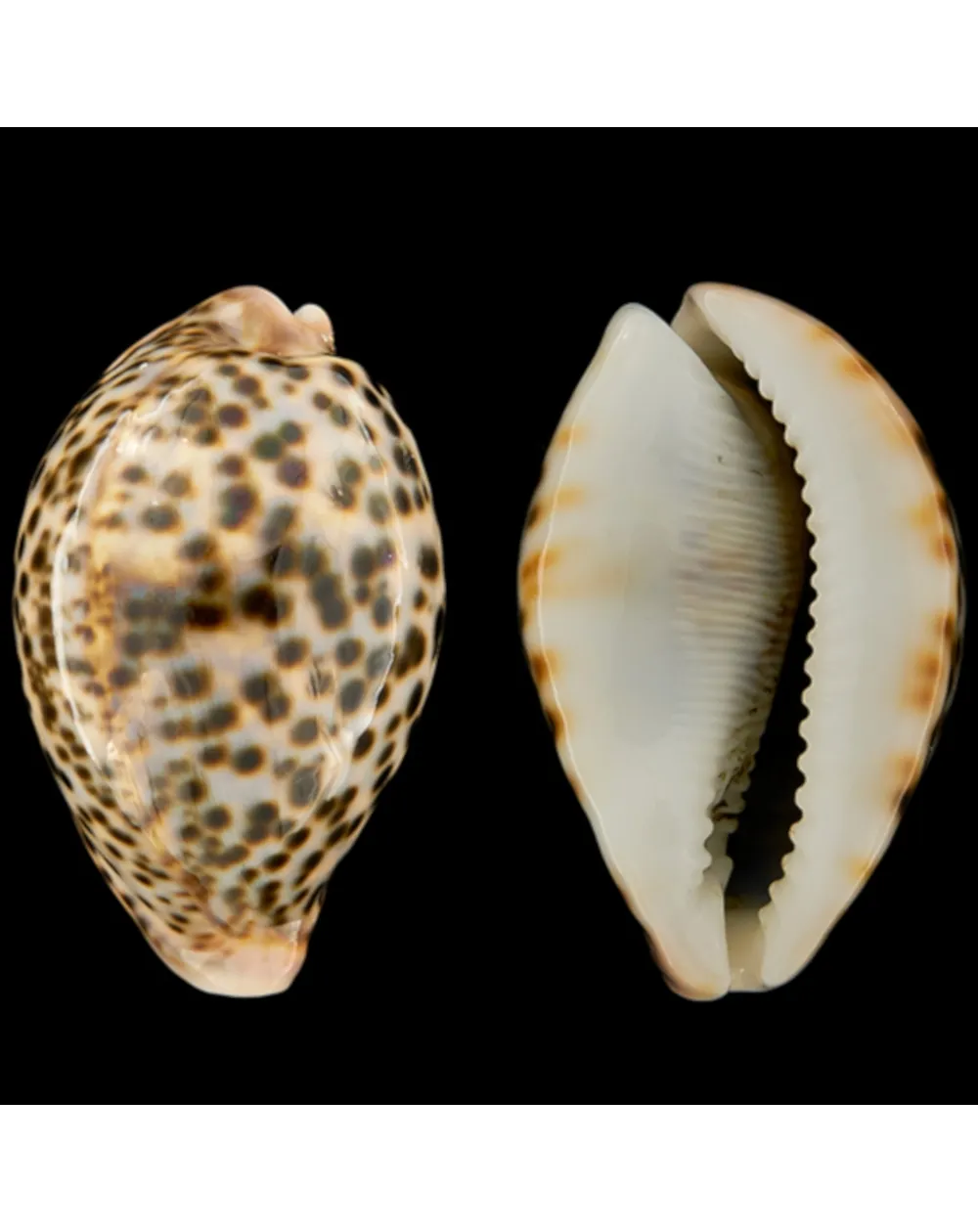 Cypraea Pantherina 