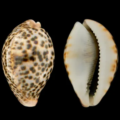 Cypraea Pantherina 