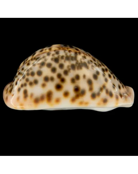 Cypraea Pantherina 