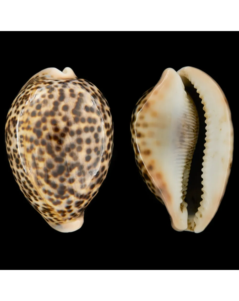Cypraea Pantherina 