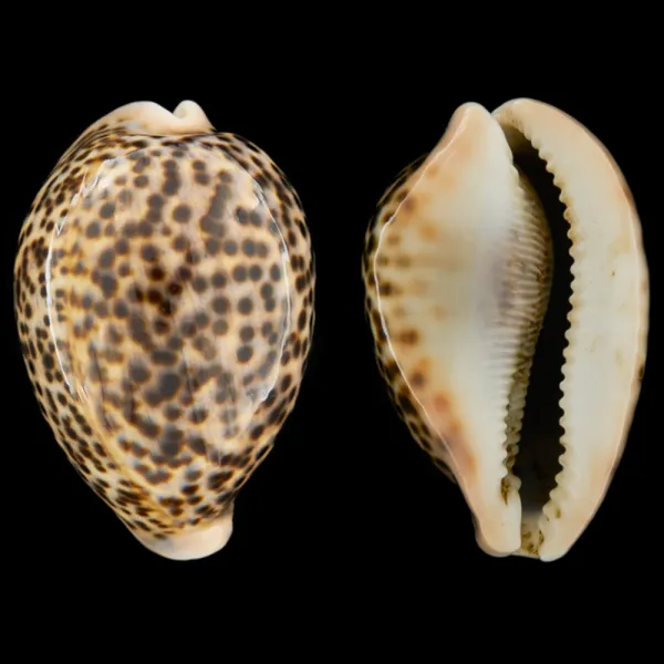 Cypraea Pantherina 