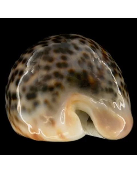 Cypraea Pantherina 