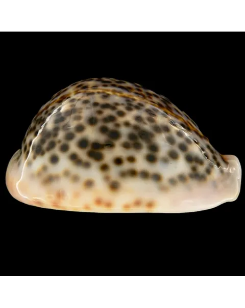 Cypraea Pantherina 