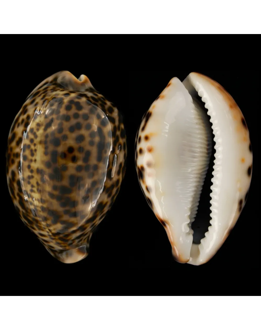 Cypraea Pantherina 