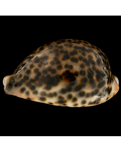 Cypraea Pantherina 