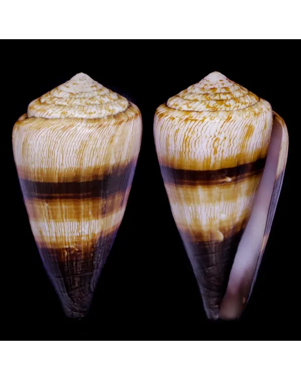 Conus (Rhizoconus) Miles