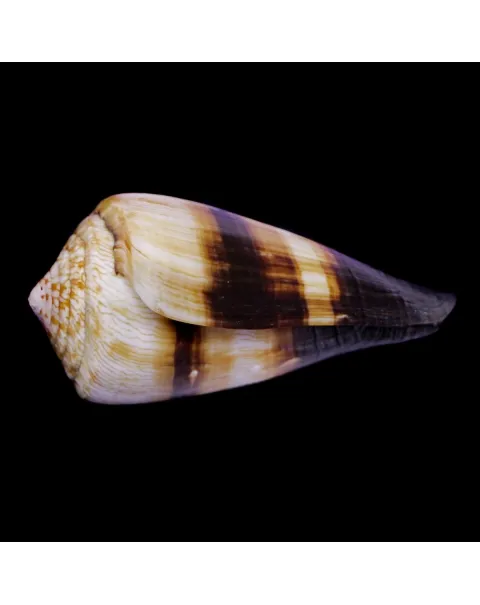 Conus (Rhizoconus) Miles