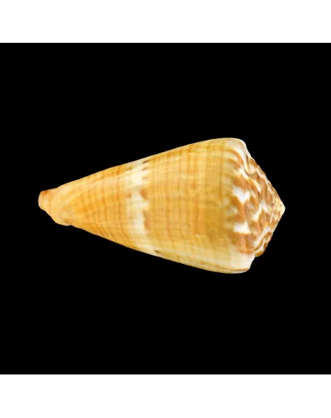 Conus (Rhizoconus) Namocanus
