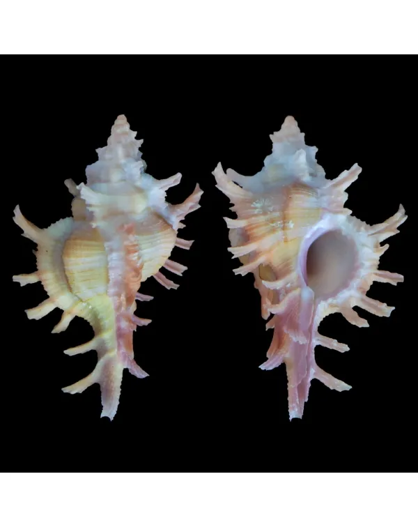 Chicoreus Rossiteri