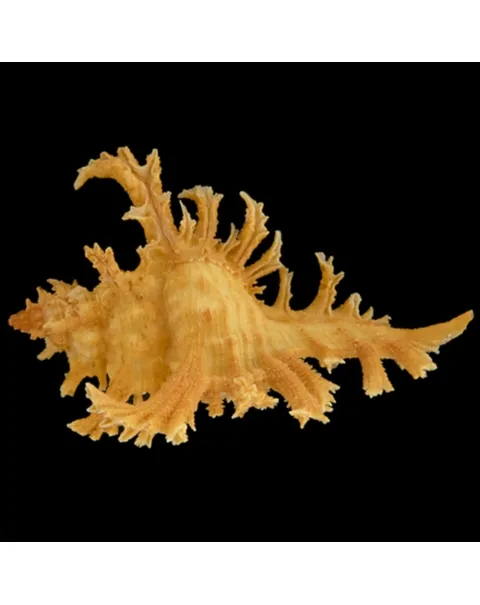 Chicoreus Spectrum